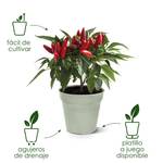 green basics growpot 13cm living black